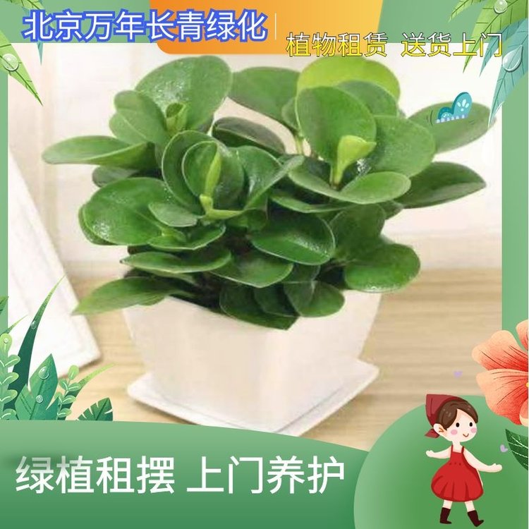 綠植盆栽 花卉租賃 可出售可出租 可提供上門養護服務 人員專業約260.00元